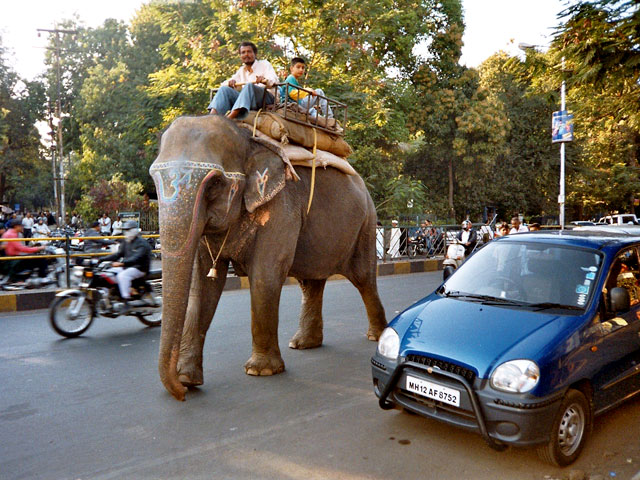 Elefant in Pune